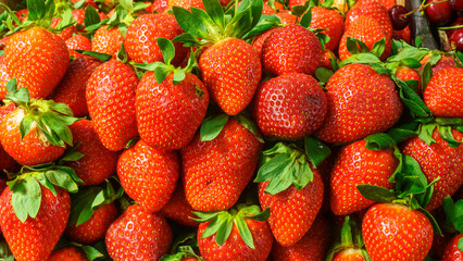 Canvas Print - Heap of ripe organic red strawberries at farmers market. Bright vibrant vivid colors. Vitamins superfoods healthy diet. Harvest concept.