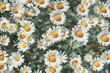 Chamomile flower blooming on a background of blurry flowers of chamomile.