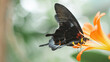 Black butterfly with black wings sits on orange flower. Macro.