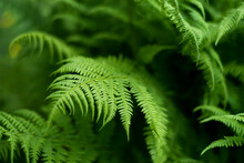 Fern In The Forest Like A Background. Floral Plants After Rain. Beautiful Green Color..