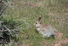 Cottontail Rabbit Is Alert In Grassy Meadow