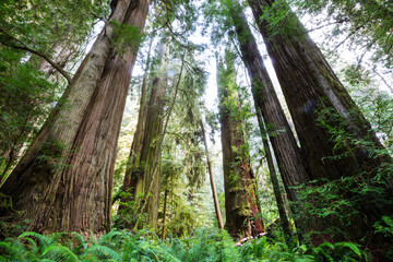 Canvas Print - Summer forest