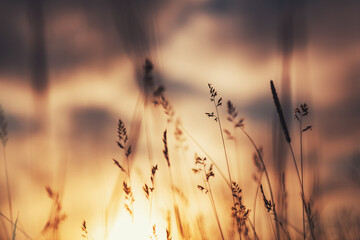 Wild grass in the forest at sunset. Macro image, shallow depth of field. Abstract summer nature background. Vintage filter