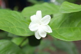 jasmine flower