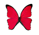 Fototapeta Motyle - Beautiful exotic red butterfly isolated on a white background. 2020 trend color.Exotic insects (butterflies, beetles, spiders, scorpions) .name Didius blue morpho or Morpho didius.