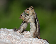 A Golden-mantled Ground Squirrel Baby And Mother.