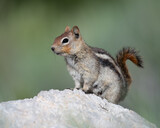 Fototapeta Zwierzęta - Golden-mantled Ground Squirrel.