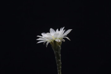 Flor de Gymnocalycium ragonesei