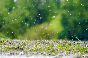 natural background with fluffy white down falling from the branches of a willow tree and spreading like snow on the ground causing seasonal allergies on a Sunny summer day