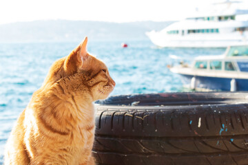 Yellow and red colored cat sitting on the beach. Yellow, red and orange stray cat.