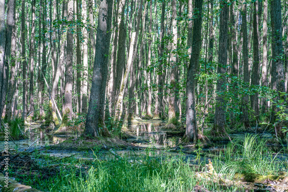 Lush green trees and plants in a swamp with reflections on the water surface