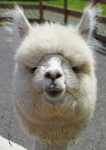 Close-up Of The Head Of A White Alpaca