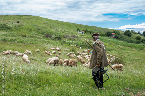 Fotografía Old shepherd at work, watching his flock of sheep in the meadow at the top of th