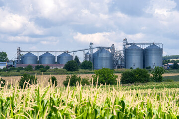 Wall Mural - Grain silos in maize fields