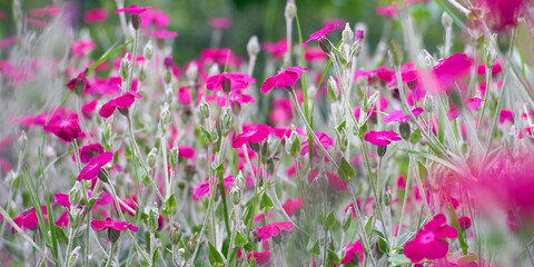 Wall Mural - Summer flowers blurred background Pink field flowers Banner