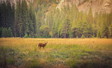 Fototapeta Tulipany - Deer in the Meadow, Yosemite National Park, California
