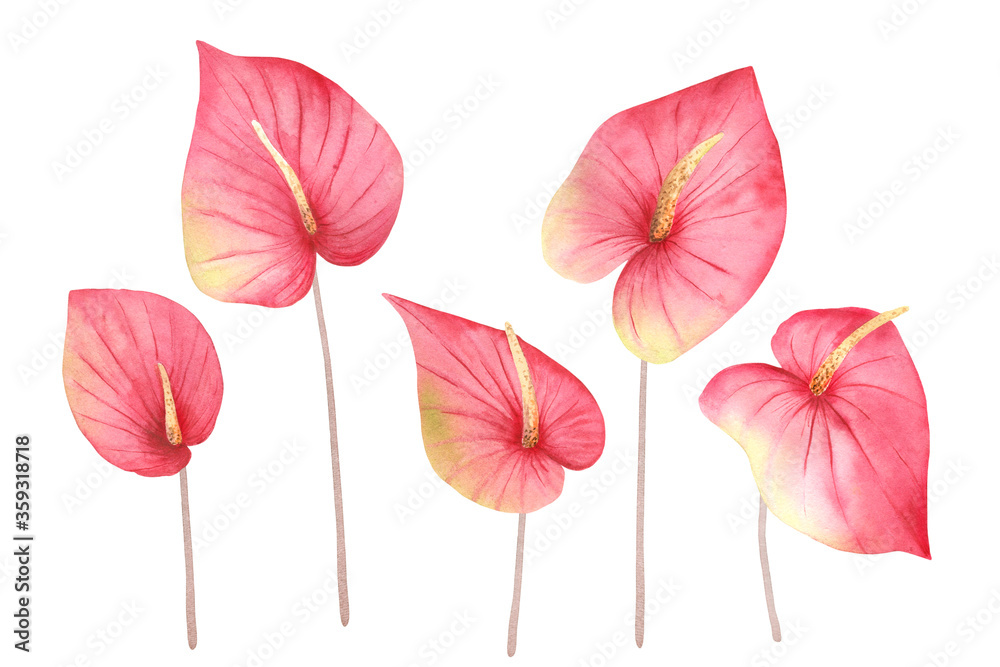Watercolor hand painted set of pink tropical flowers anthurium. Floral  clipart illustration of exotic jungle plants for design background, web  template, digital paper, home decor, botanical print. Stock Illustration |  Adobe Stock