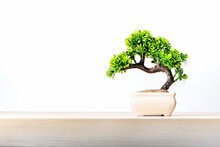 A Small Bonsai Tree In A Ceramic Pot On The Table.