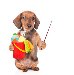 Poster - Dachshund puppy holds bucket with washing fluids in it paw and points away on empty space. Cleaning concept. isolated on white background
