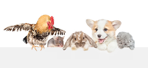 Poster - Different pets looks together over empty white banner. isolated on white background