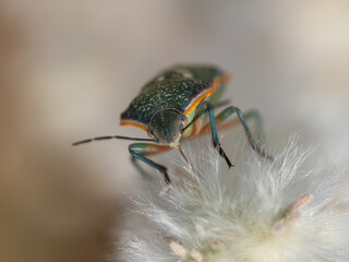 Say's green stink bug (Chlorochroa sayi) focused on the head perched on a fluffy white desert plant.