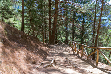 Wall Mural - National Park of Samaria, Grecce, island Crete. Gorge Samaria. Forest trail among old tall trees.