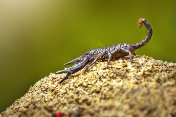 Sticker - Asian Forest Scorpion on sand  in tropical garden 