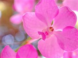 Fototapeta Storczyk - Closeup pink purple petals Vanda orchid flowers in garden ,macro image ,sweet color for card design ,soft focus, blurred background