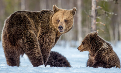 Wall Mural - She-bear and bear cubs on the snow in winter forest. Wild nature. Natural habitat. Brown bear, Scientific name: Ursus Arctos Arctos.