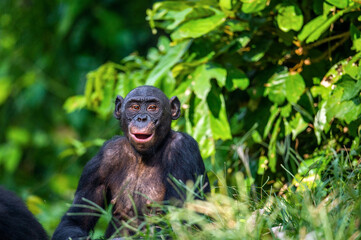 Wall Mural - Portrait of Bonobo with open mouth. Scientific name: Pan paniscus. Democratic Republic of Congo. Africa.