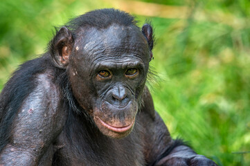 Wall Mural - portrait of bonobo. close up. scientific name: pan paniscus. democratic republic of congo. africa.