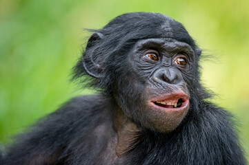 Canvas Print - Portrait of juvenile Bonobo. Close up. Scientific name: Pan paniscus. Democratic Republic of Congo. Africa.