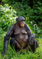 Canvas Print - Bonobo  with open mouth. Green natural background. The Bonobo ( Pan paniscus), sometimes called the pygmy chimpanzee. Democratic Republic of Congo. Africa