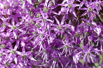 Blüten in lila vom Riesen-Lauch