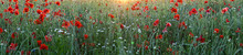 Panorama Banner Of Red Corn Poppies In A Field