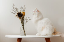 Grey Ragdoll Cat Sit On Small White Tea Table Face A Bottle Of Colorful Flowers, Grey Background.
