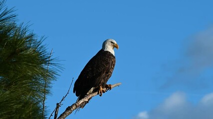 Wall Mural - bald eagle perched on a branch