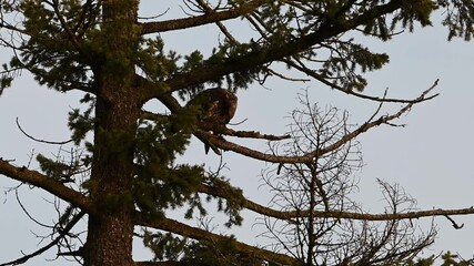 Wall Mural - juvenile bald eagle eating a fish in a tree