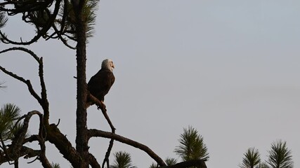 Wall Mural - bald eagle perched in a tree