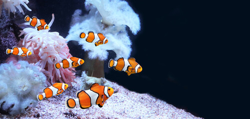 Canvas Print - Sea anemone and clown fish