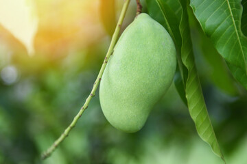 Wall Mural - raw mango hanging on tree with leaf background in summer fruit garden orchard - green mango tree