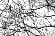 Intermingling Tree Branches (in Monochrome)