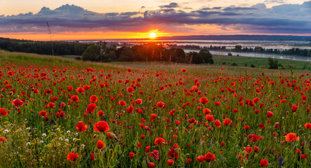 Wall Mural - sunrise over the valley of blooming wild poppies, in the background the rising sun and beautiful mor