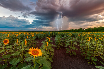 Wall Mural - Summer landscape with sunflowers and lightning in stormy sky