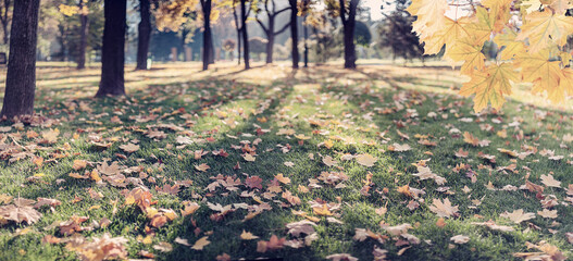 Wall Mural - autumn background with foliage on branch and grass