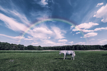 Wall Mural - landscape with grizzle horse
