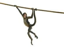 Young Spider Monkey On The Rope Followed By Adult