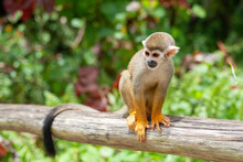 A Common Squirrel Monkey Playing In The Trees