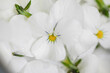 © Sylvain - White flower close-up macrophotography