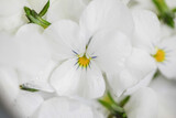 Fototapeta Kwiaty - White flower close-up macrophotography 